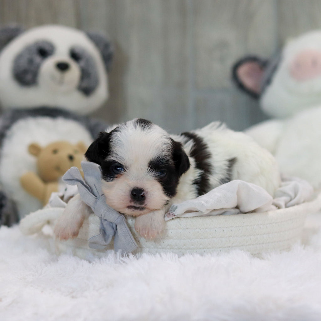 Ollie - Available 11/19