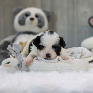 Ollie - Available 11/19