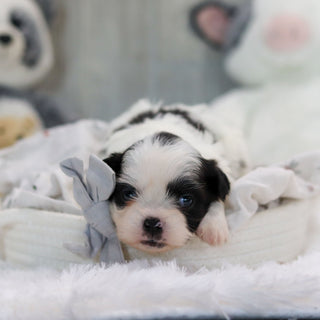 Ollie - Available 11/19