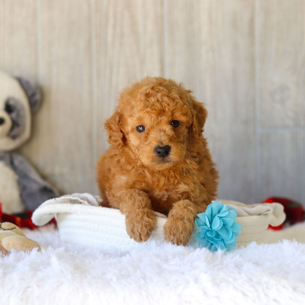 Moose - Available 11/25