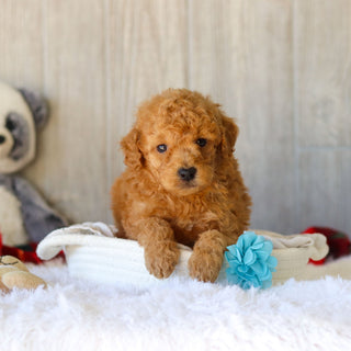 Moose - Available 11/25