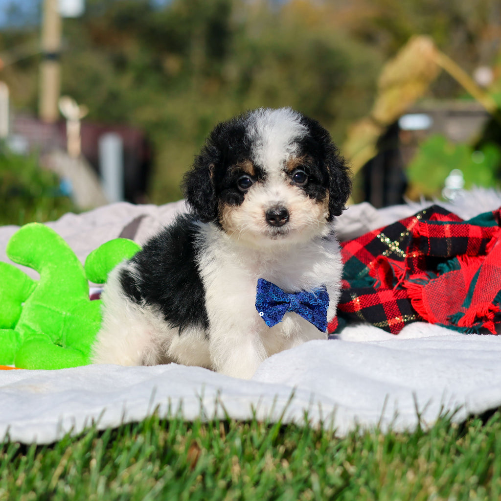 Alvin - Available 10/29