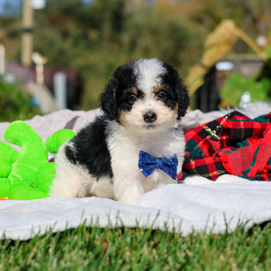 Alvin - Available 10/29