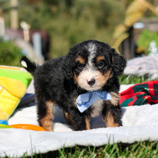 Artie - Available 10/29