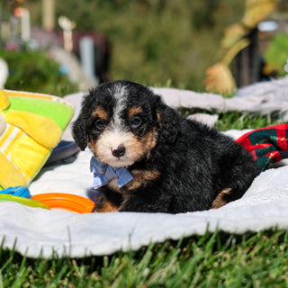 Artie - Available 10/29
