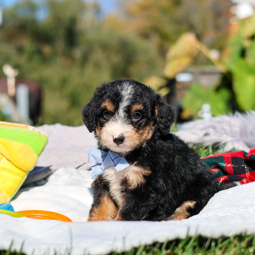 Artie - Available 10/29