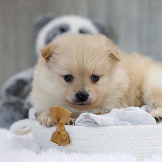 Pippin - Available 11/12