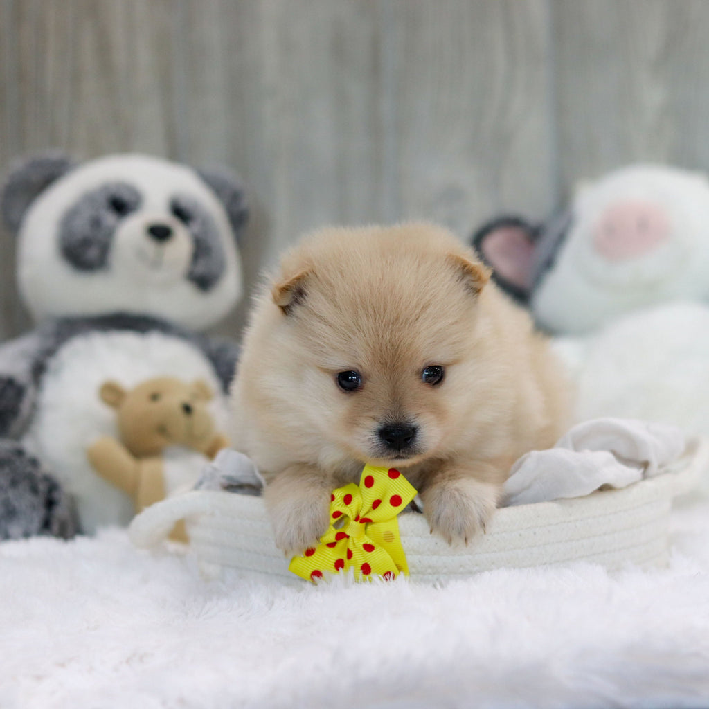 Petey - Available 11/12