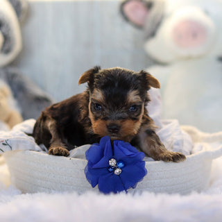 Loki - Available 11/19