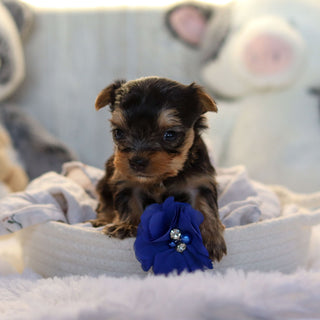 Loki - Available 11/19