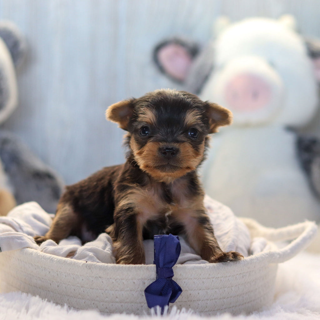 Lenny - Available 11/19
