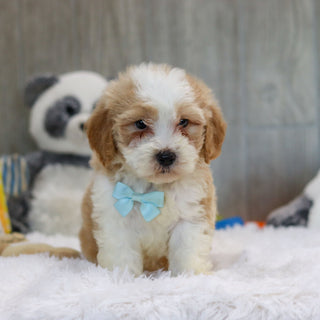 Jace - Available 10/29