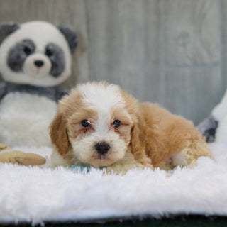 Jace - Available 10/29
