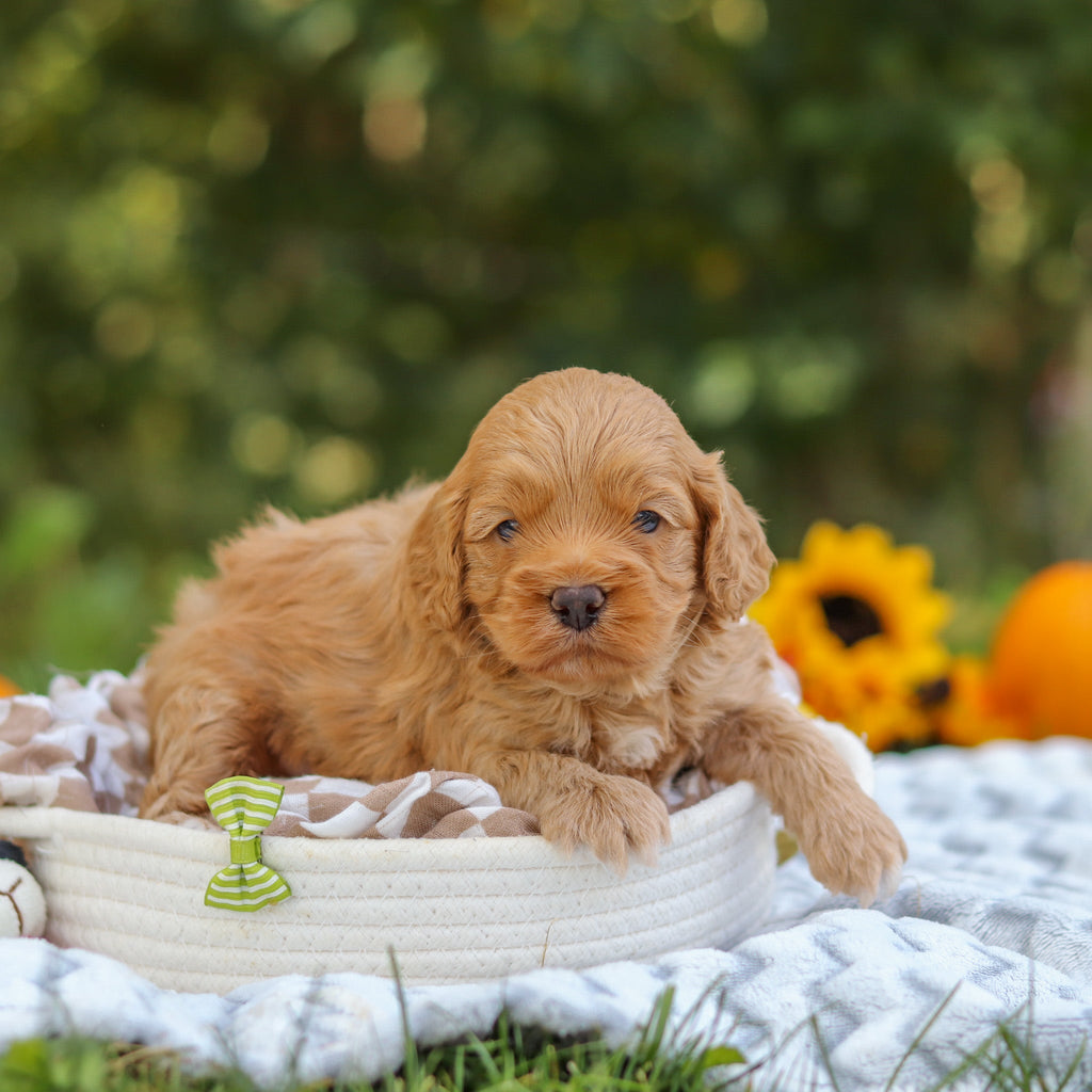 Carter - Available 11/5