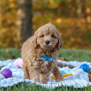 Carter - Available 11/5
