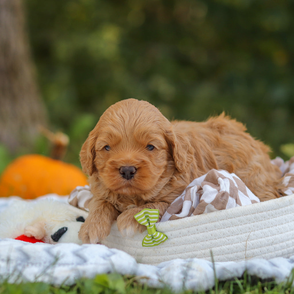 Carter - Available 11/5