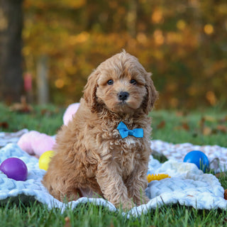 Carter - Available 11/5