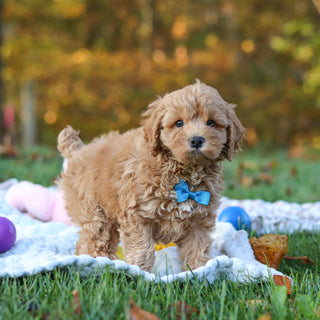 Carter - Available 11/5