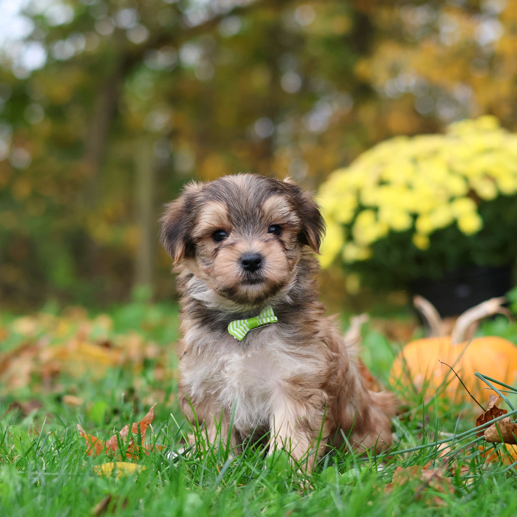 Sanford - Available 10/29