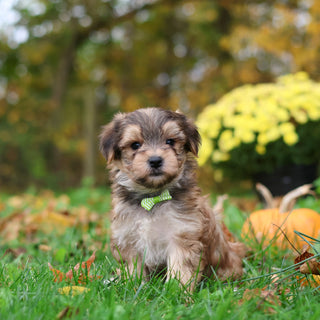 Sanford - Available 10/29