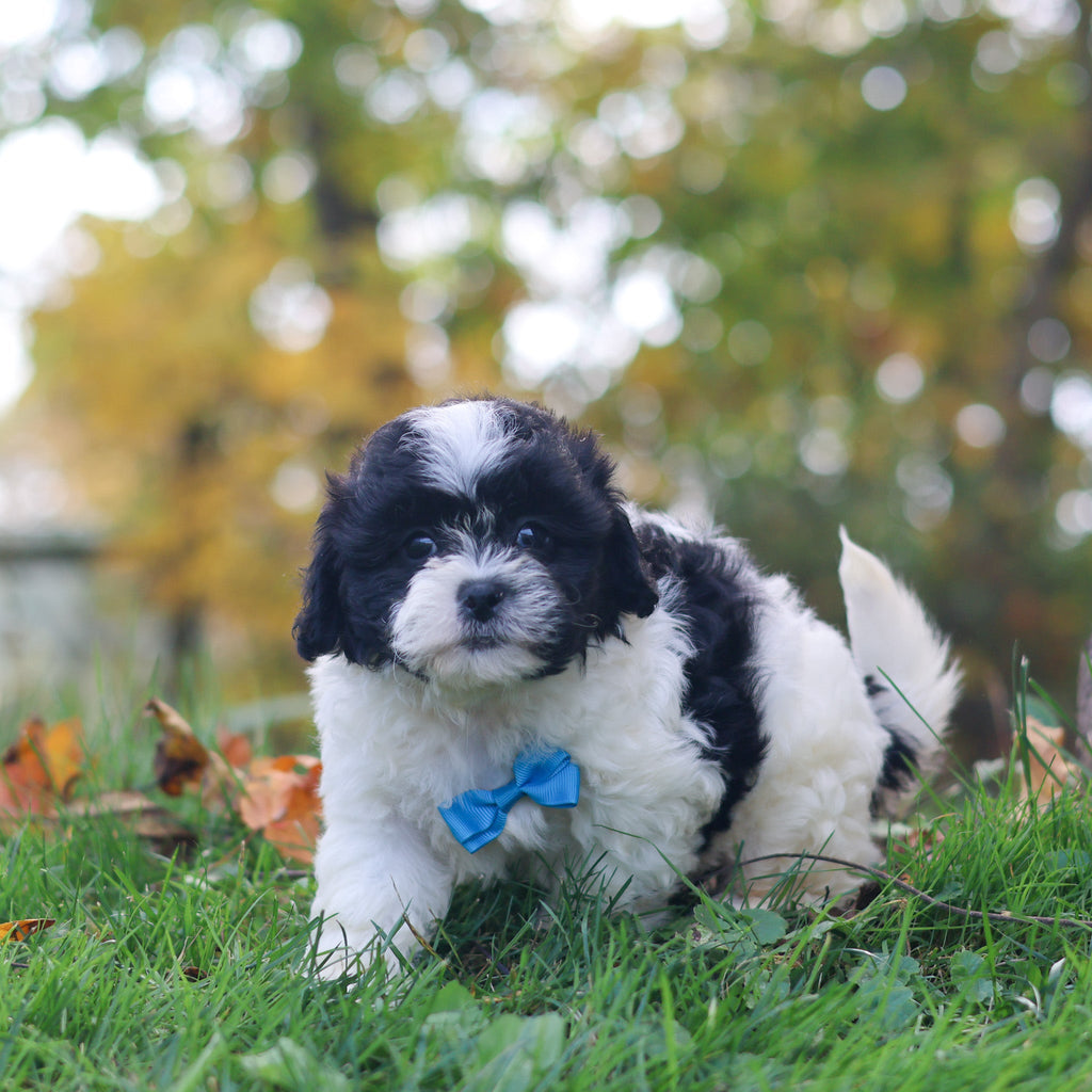 Grover - Available 10/29