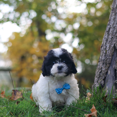 Grover - Available 10/29