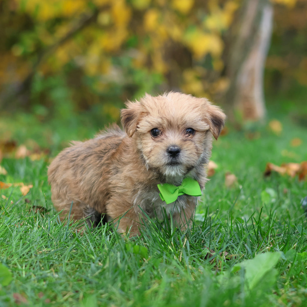 Harold - Available 10/29