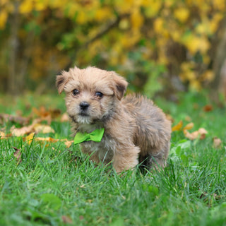 Harold - Available 10/29