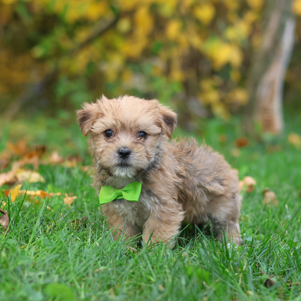 Harold - Available 10/29