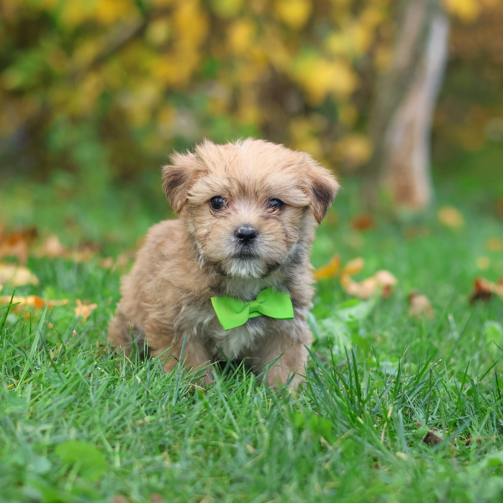 Harold - Available 10/29