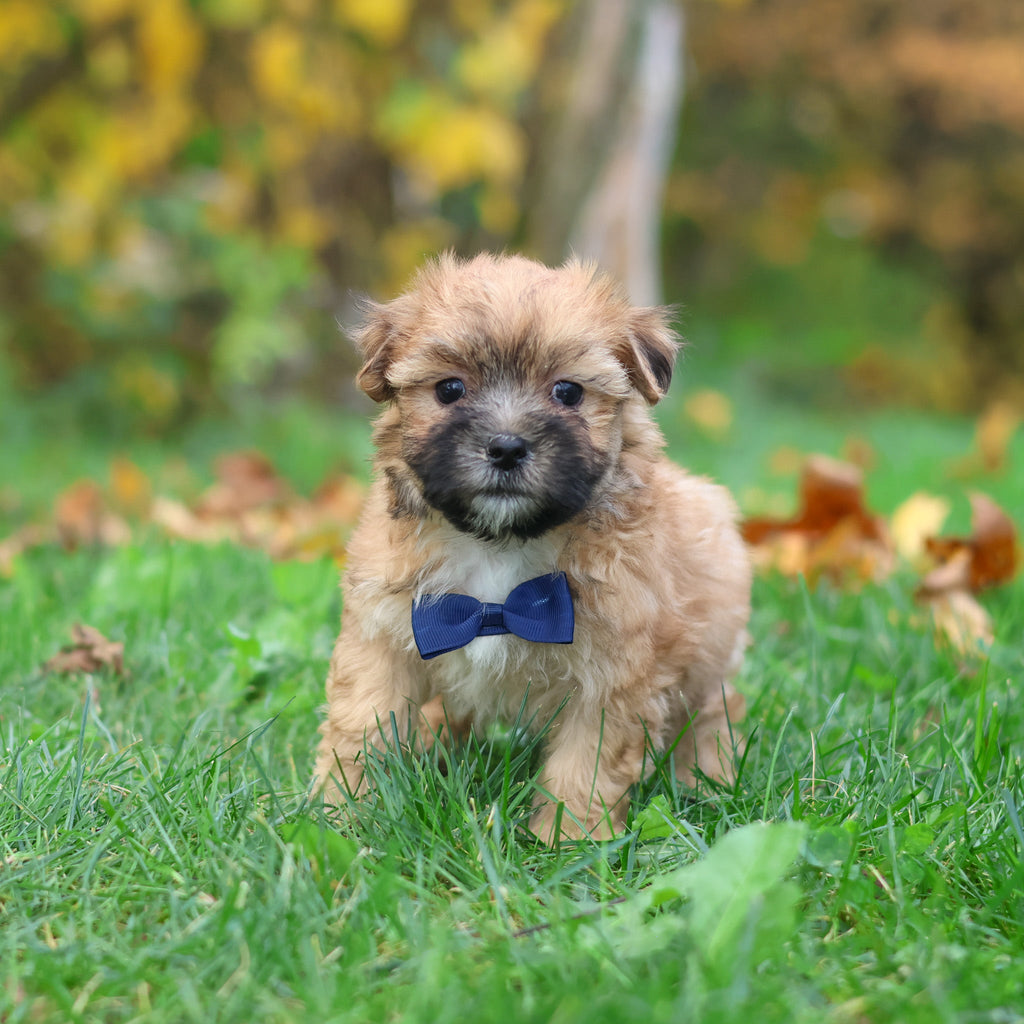 Hammy - Available 10/29