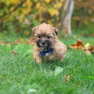 Hammy - Available 10/29