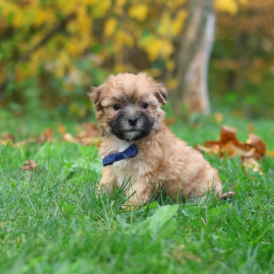 Hammy - Available 10/29