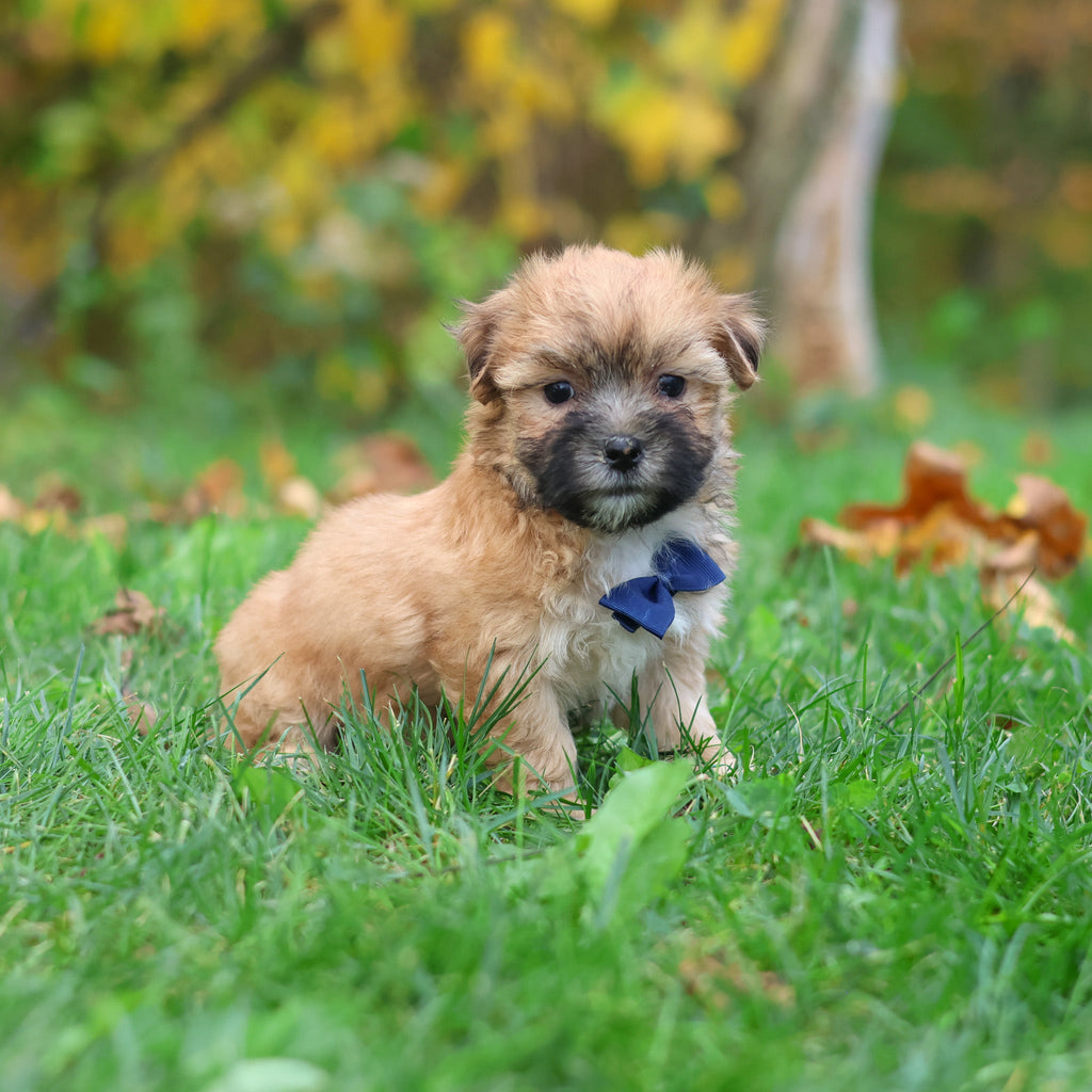 Hammy - Available 10/29