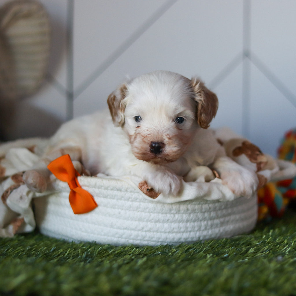 Peanut - Available 11/12