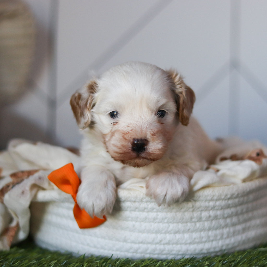 Peanut - Available 11/12