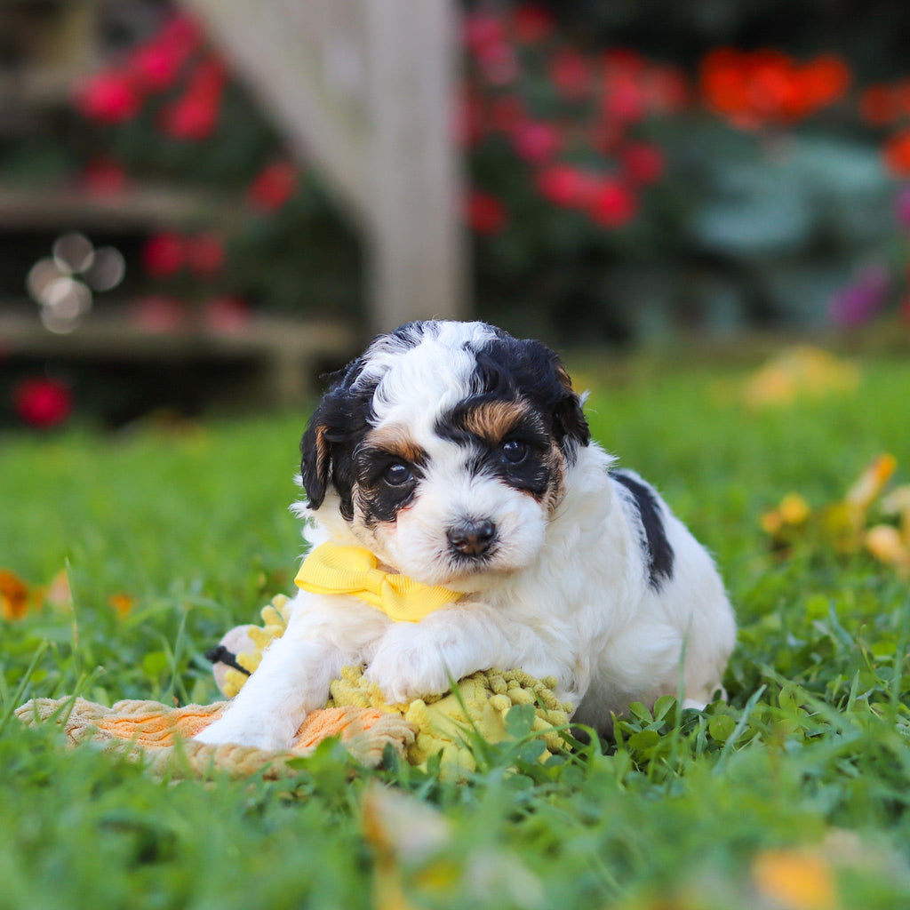 Pongo - Available 11/12
