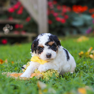 Pongo - Available 11/12