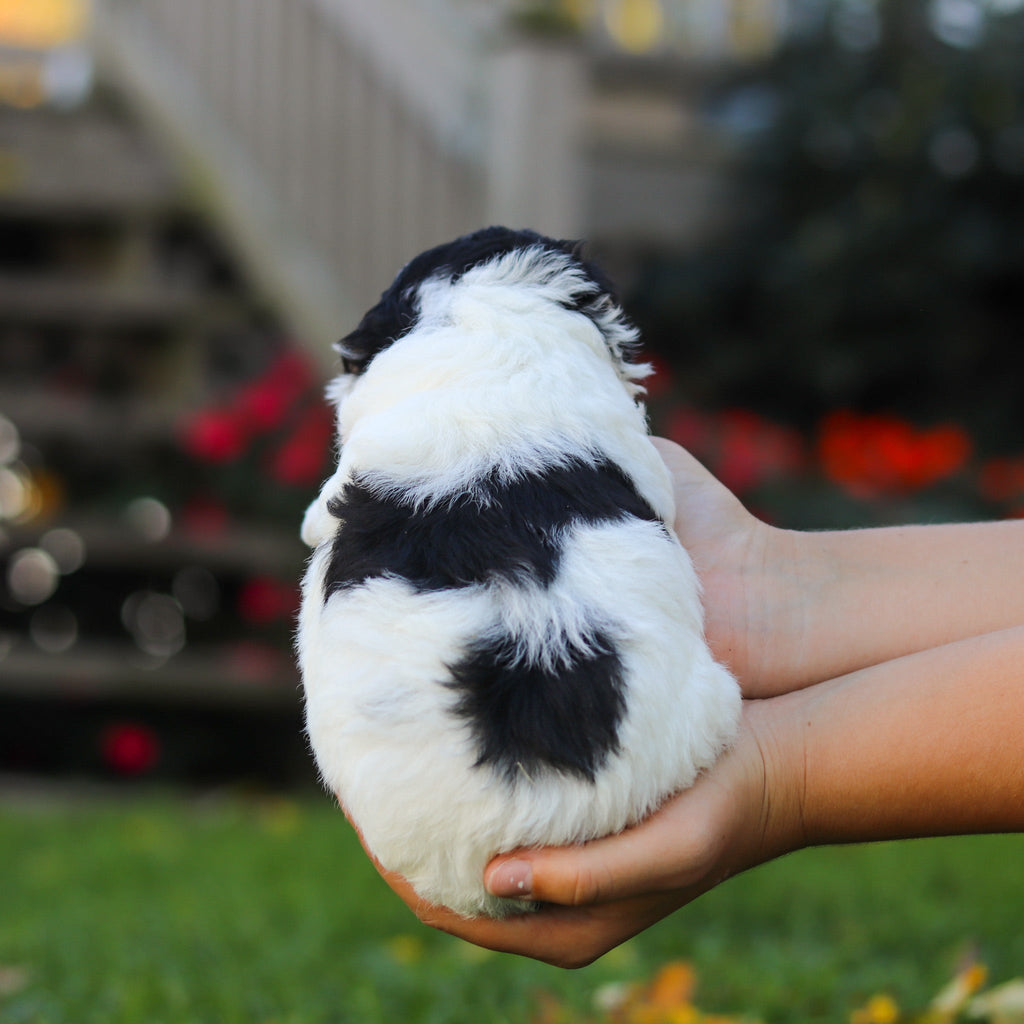 Pongo - Available 11/12