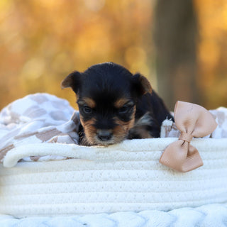 Bagel - Available 12/3