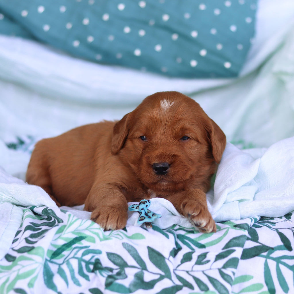 Johnny - Available 5/14