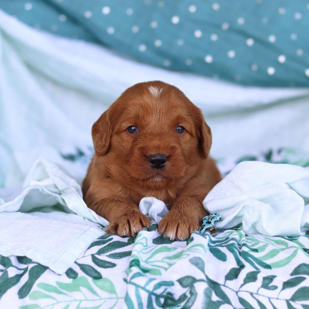 Johnny - Available 5/14