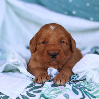 Johnny - Available 5/14