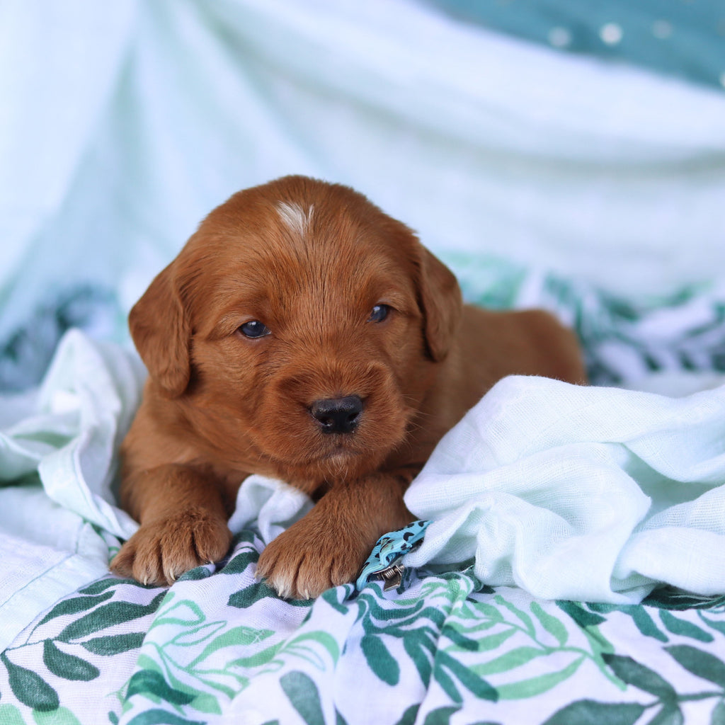 Johnny - Available 5/14