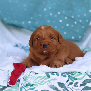 Jasper - Available 5/14