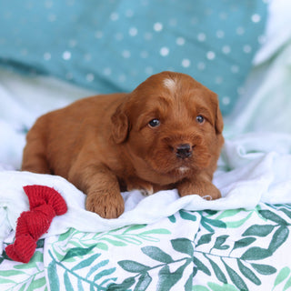 Jasper - Available 5/14