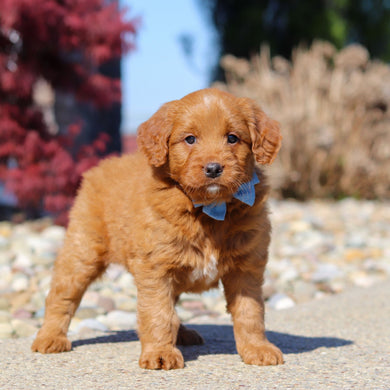 Jasper - Available Now