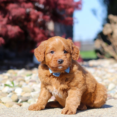 Jasper - Available Now