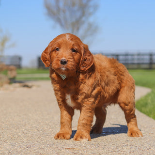Jack - Available 5/14