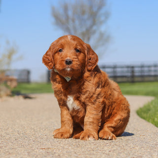 Jack - Available 5/14